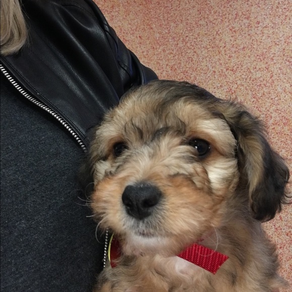 Meet your Posher, Deanne - Picture 1 of 1